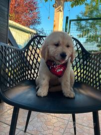 Golden retriever con pedigree