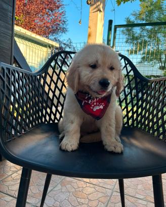 Golden retriever con pedigree