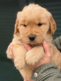 Golden Retriver