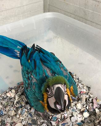 Ara giallo e blu ed altri pappagalli