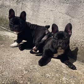 Cuccioli Bulldog Francese