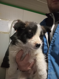 Cucciolo border collie