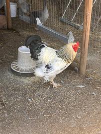 Gallo Brahma