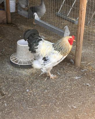Gallo Brahma