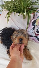 Cucciole yorkshire pure