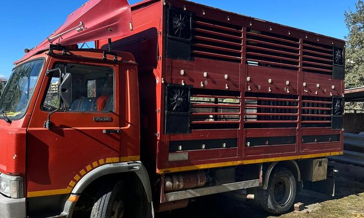 IVECO 79.14 turbo trasporto bestiame