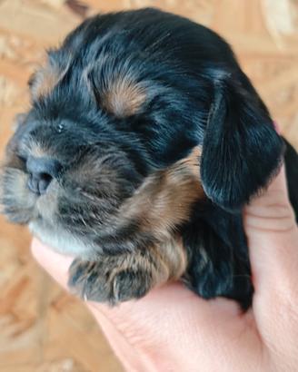 Cuccioli Cocker Spaniel inglese