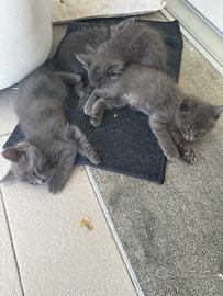 Cuccioli gatti