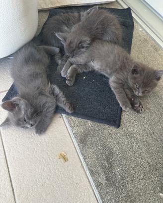 Cuccioli gatti