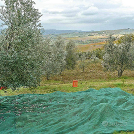 Tutto per la raccolta delle olive