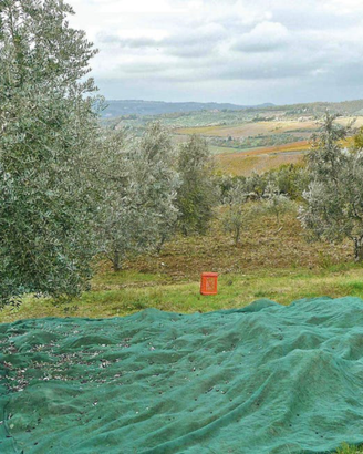 Tutto per la raccolta delle olive