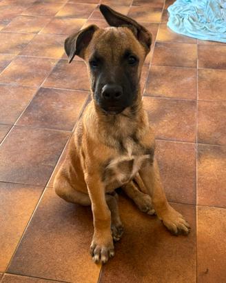 Cucciolo maschio