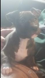 Disponibili da subito