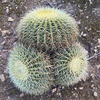 ECHINOCACTUS GRUSONII ACCESTITO - PIANTA DA GIARDI