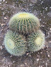 ECHINOCACTUS GRUSONII ACCESTITO - PIANTA DA GIARDI