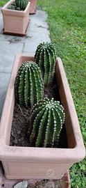 Echinopsis grandi  10/12 anni