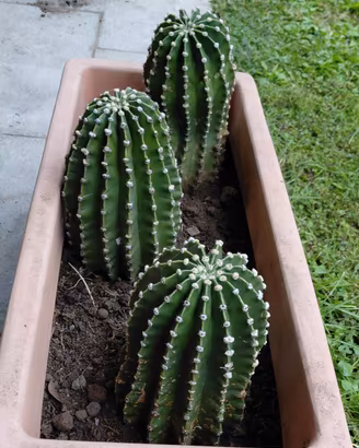 Echinopsis grandi  10/12 anni