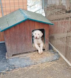 Lagotto romagnolo
