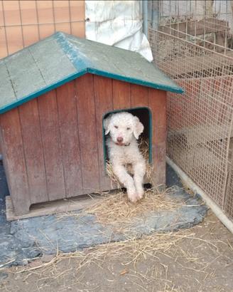 Lagotto romagnolo