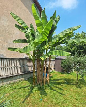 piante di banano
