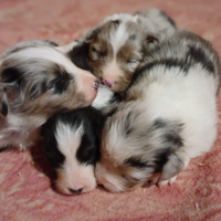 Cuccioli Australian Shepherd Pastore Australiano