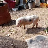 Maialino Vietnamita