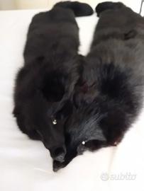 STOLA DUE VOLPI NERE