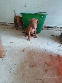 Cuccioli di Cirneco