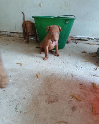 Cuccioli di Cirneco