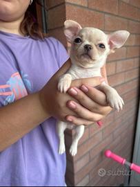 Cuccioli di chihuahua