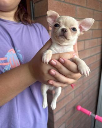 Cuccioli di chihuahua