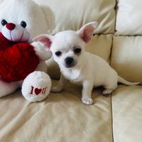 Cucciolo di chihuahua femmina mini con pedigree