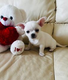Cucciolo di chihuahua femmina mini con pedigree