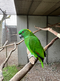 Amazzone Auropalliata