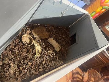 Terrario x tartarughe