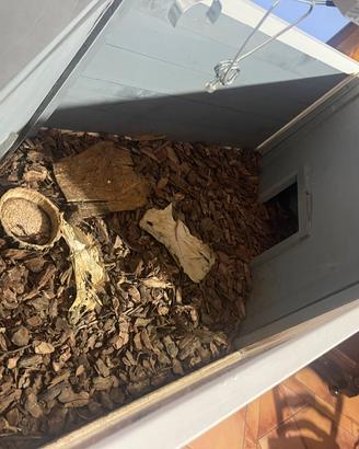 Terrario x tartarughe