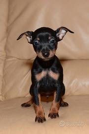 Pinscher maschietti mini Toy