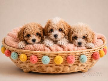 Maltipoo Mini Toy albicocca disponibili subito