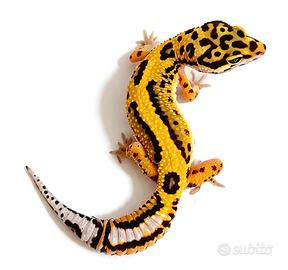 Geco leopardino femmina Tangerine Bold. scambi