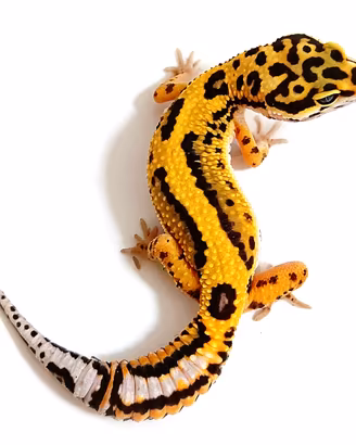 Geco leopardino femmina Tangerine Bold. scambi
