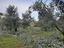 Immagine 13