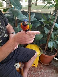 Papagallo loris arco baleno allevato a mano
