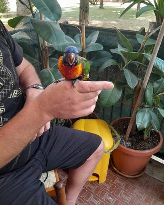 Papagallo loris arco baleno allevato a mano