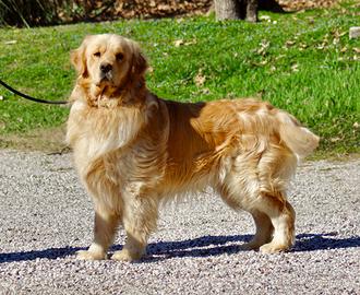 Golden Americani figli di Platone DGO