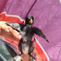 Pulcini gallina Brahma