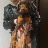 Cuccioli Dobermann