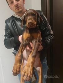 Cuccioli Dobermann