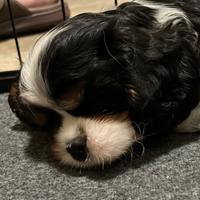 Cavalier King maschio tricolor