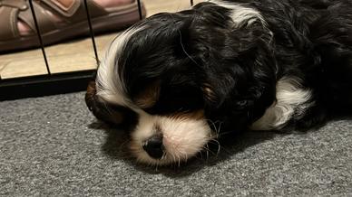 Cavalier King maschio tricolor