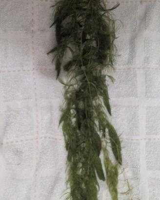 potatura di Ceratophillium